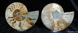 Huge Inch Split Ammonite Pair #591-1